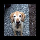 Debbie's Pet and House Sitting