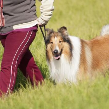 Top Dog Kennel