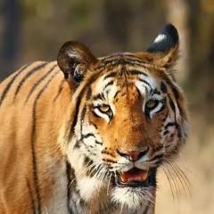 Abhi Sk