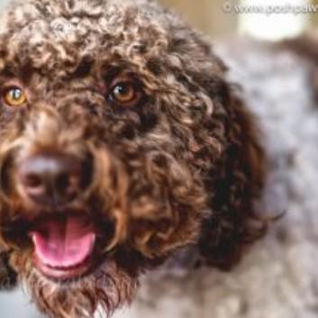 Posh Paws Grooming & Pet Spa LLC