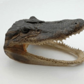 Delta Quest Taxidermy